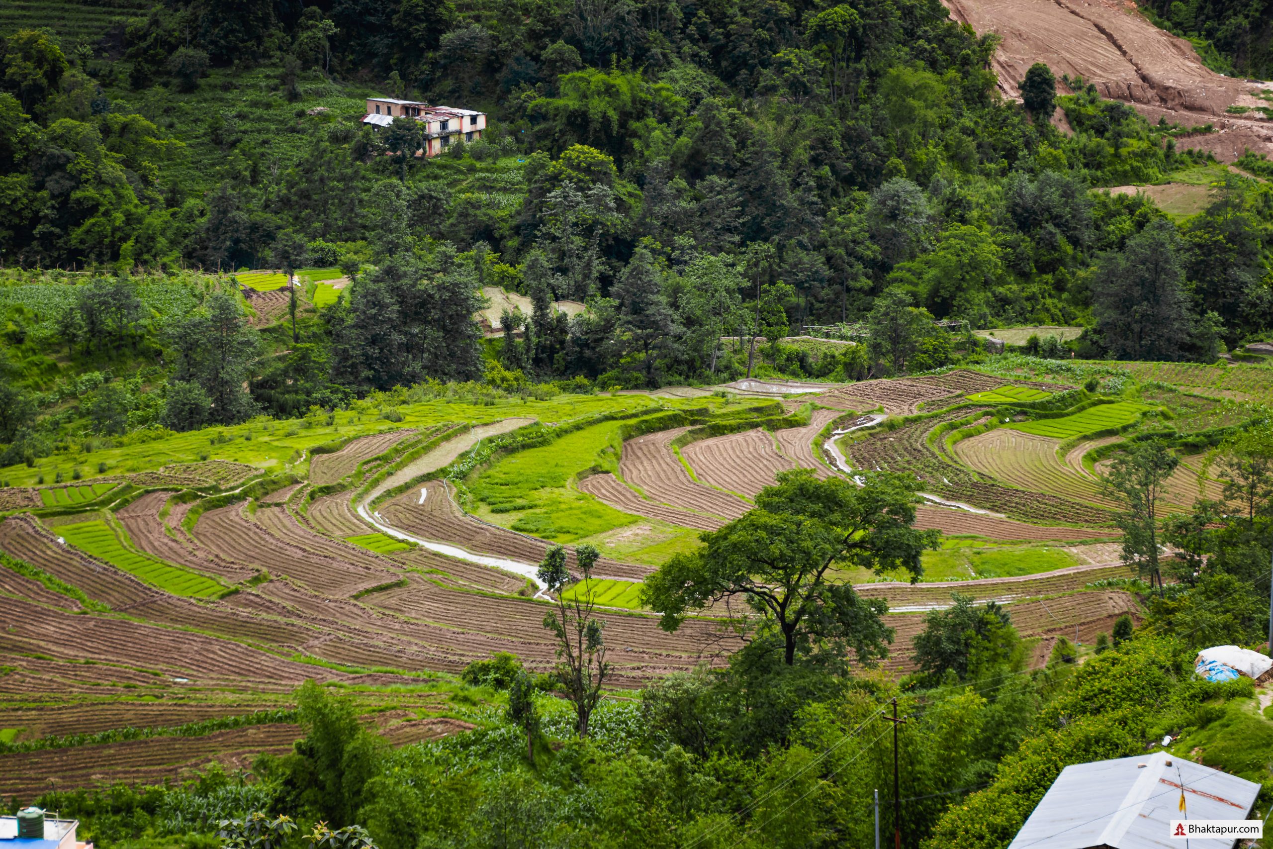 Terrace farming at bhaktapur image