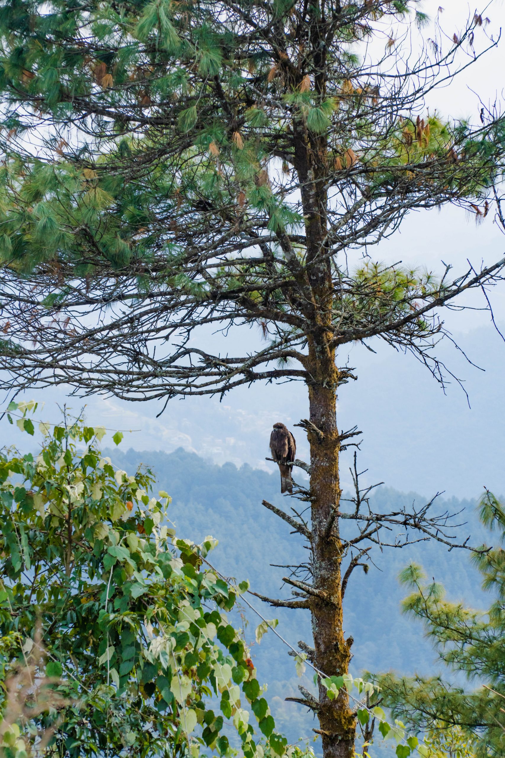 Bird watching, Nagarkot image